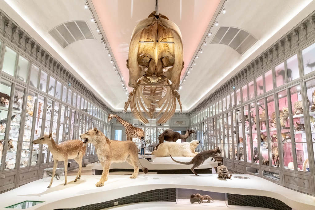Muséum de Bordeaux